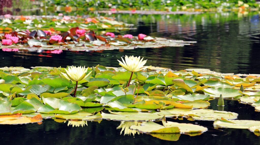 Lilie wodne – piękne rośliny na wodzie dodatkiem do ogrodu i nie tylko